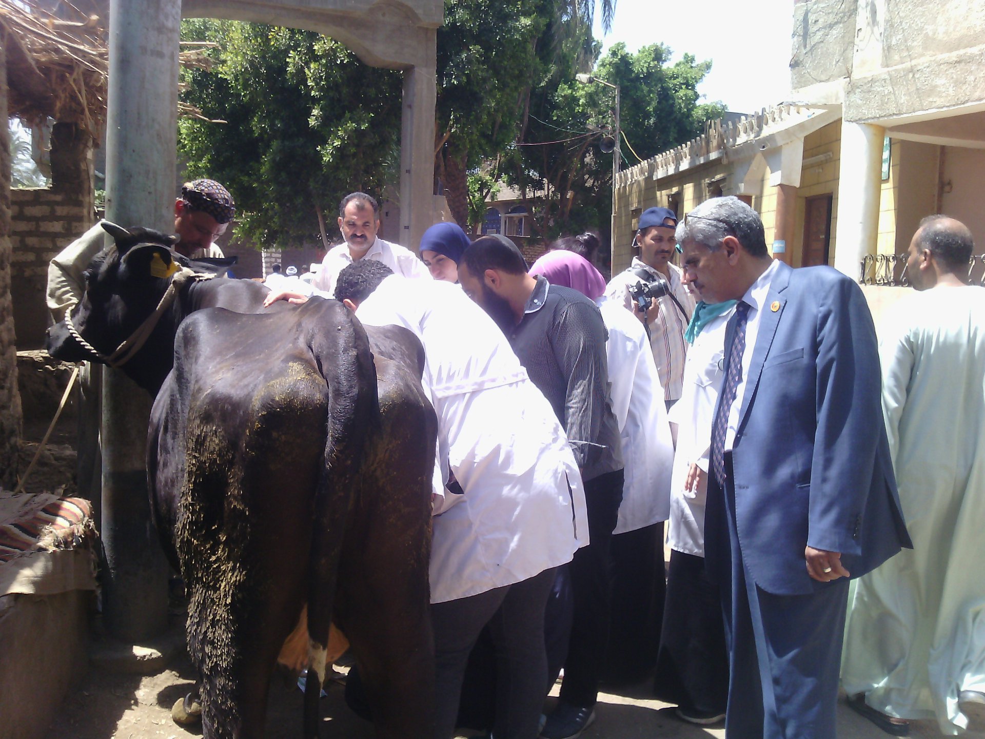 حملات تحصين الماشية بمحافظة اسيوط (2)