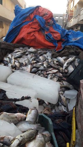 ضبط كمية من الأسماك بأسيوط (4)