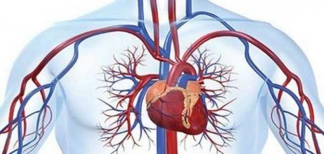 التسبب فى مشاكل القلب والاوعية الدموية