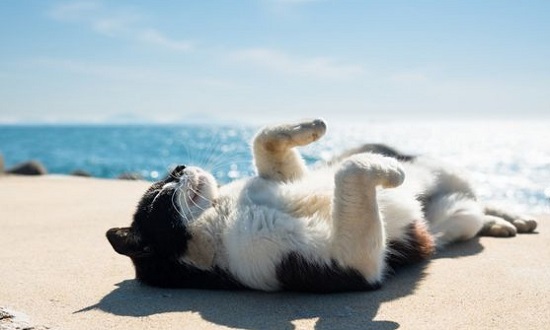 عن القطط ممكن تشرب