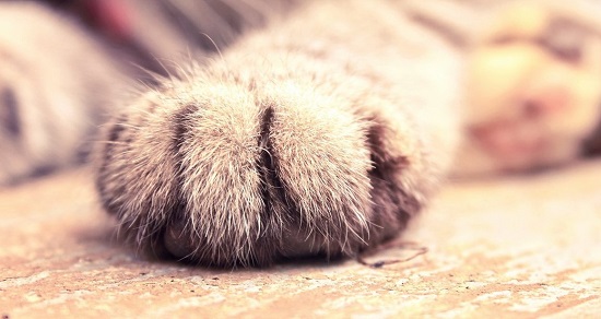 عن القطط ممكن تشرب