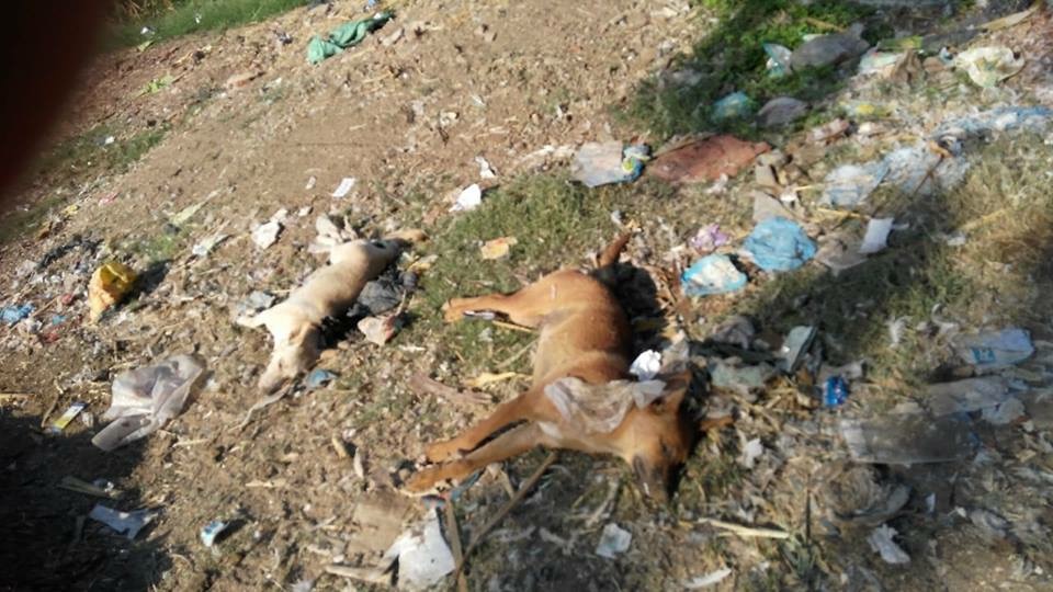 حملة للقضاء على الكلاب الضالة باحدى قرى كفر الزيات بالغربية (1)