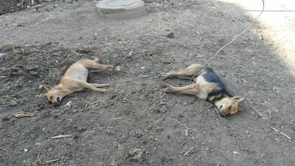 حملة للقضاء على الكلاب الضالة باحدى قرى كفر الزيات بالغربية (2)