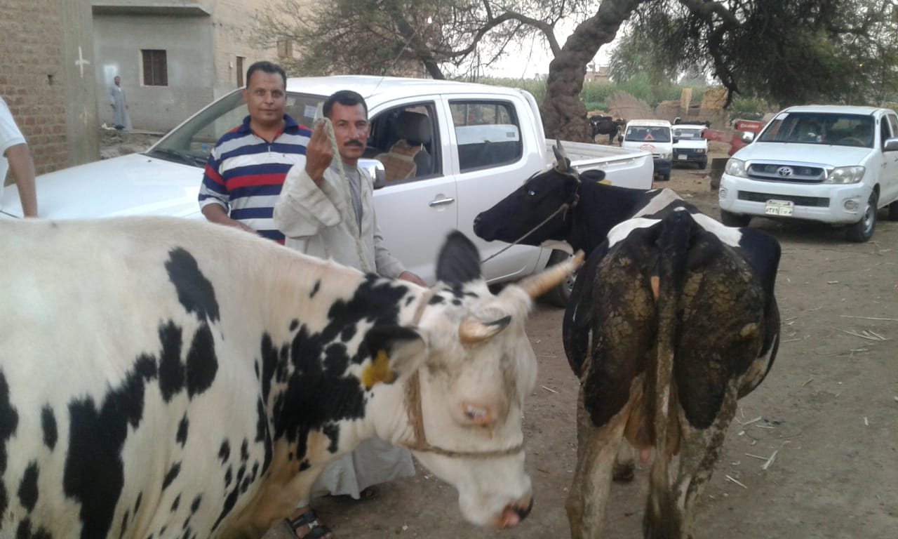 فريق بيطرى لتحصين الماشية بسوهاج (3)
