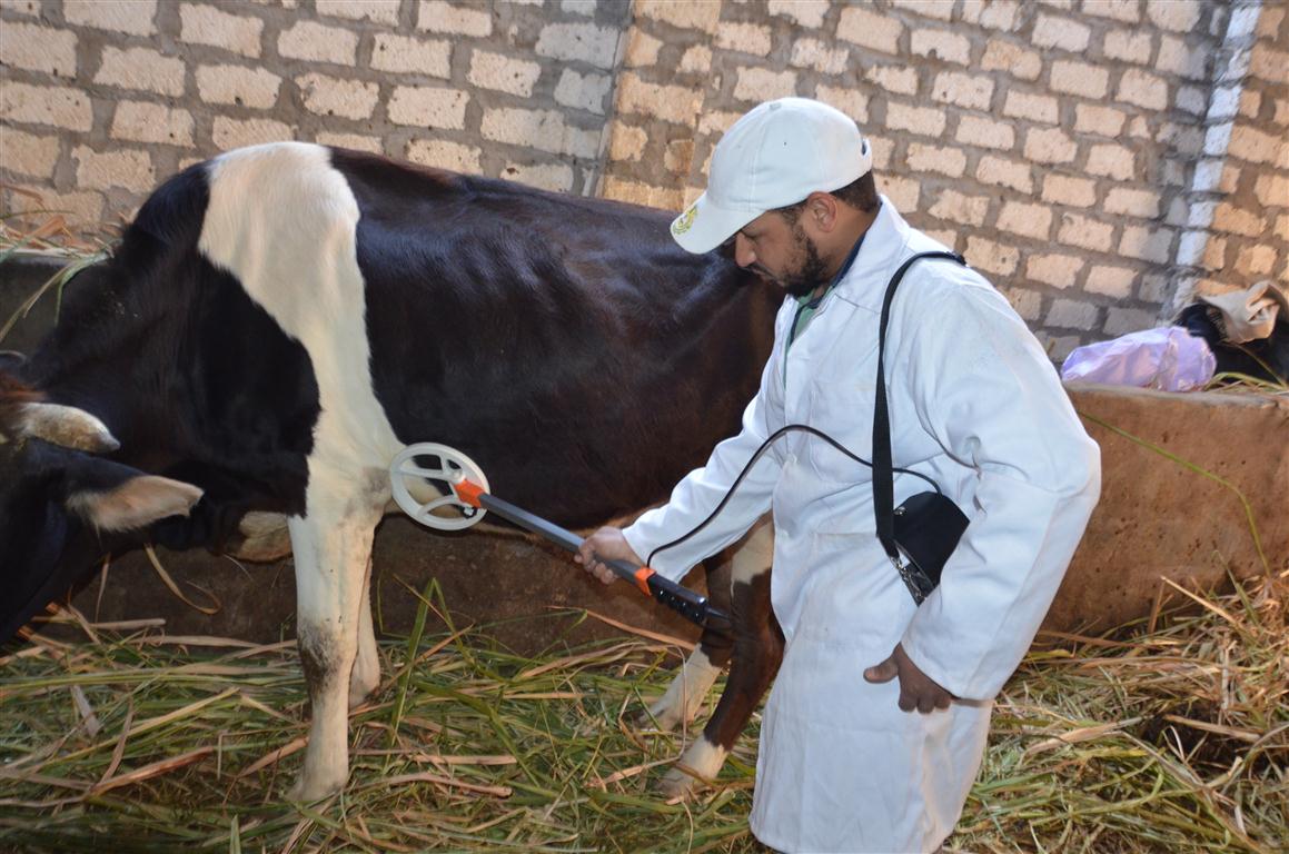 الطب البيطري بالأقصر تستعد للحملة القومية الثانية لتحصين 65 ألف رأس ماشية  (4)