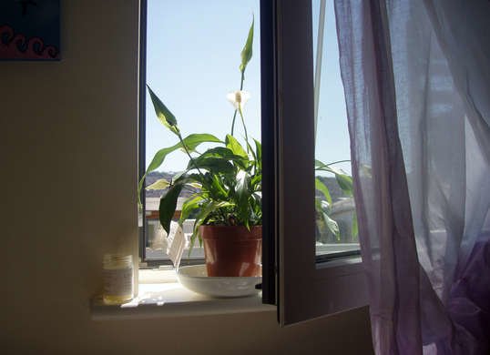 زنبق السلام