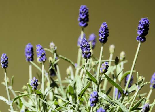 اللافندر فى غرف النوم