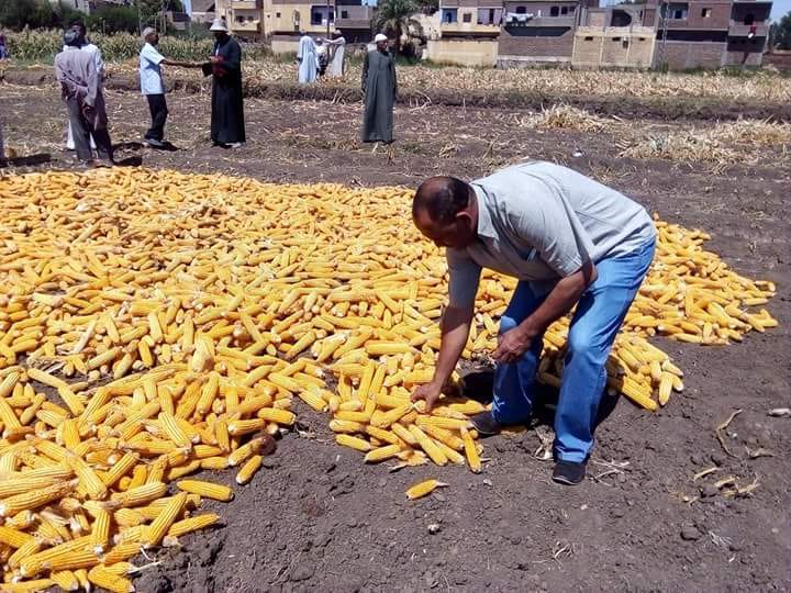 الإرشاد الزراعى بالأقصر ينظم يوم الحصاد للذرة الشامية بمدينة القرنة لدعم الزراعات الموسمية