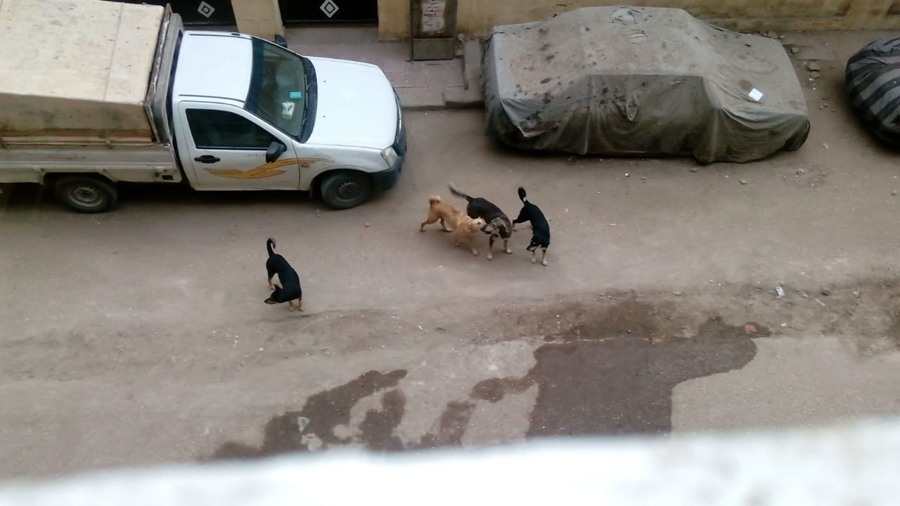 الكلاب الضالة بشارع المرأة الجديدة فى مصر القديمة