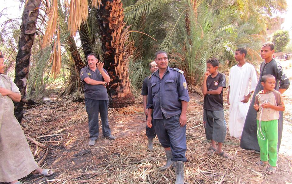 السيطرة علي حريق إلتهم عدد من أشجار النخيل بقرية السريب بإسنا (2)
