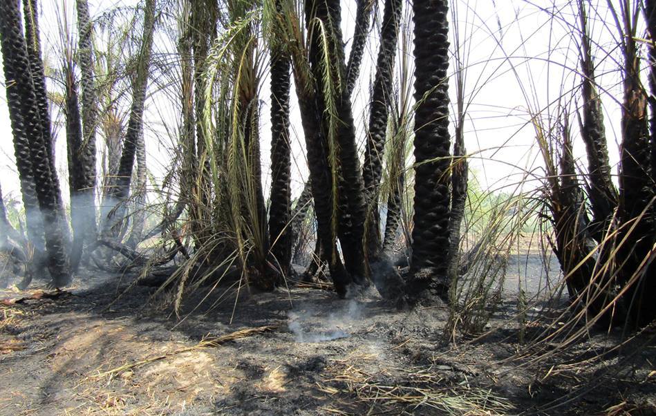 السيطرة علي حريق إلتهم عدد من أشجار النخيل بقرية السريب بإسنا (3)