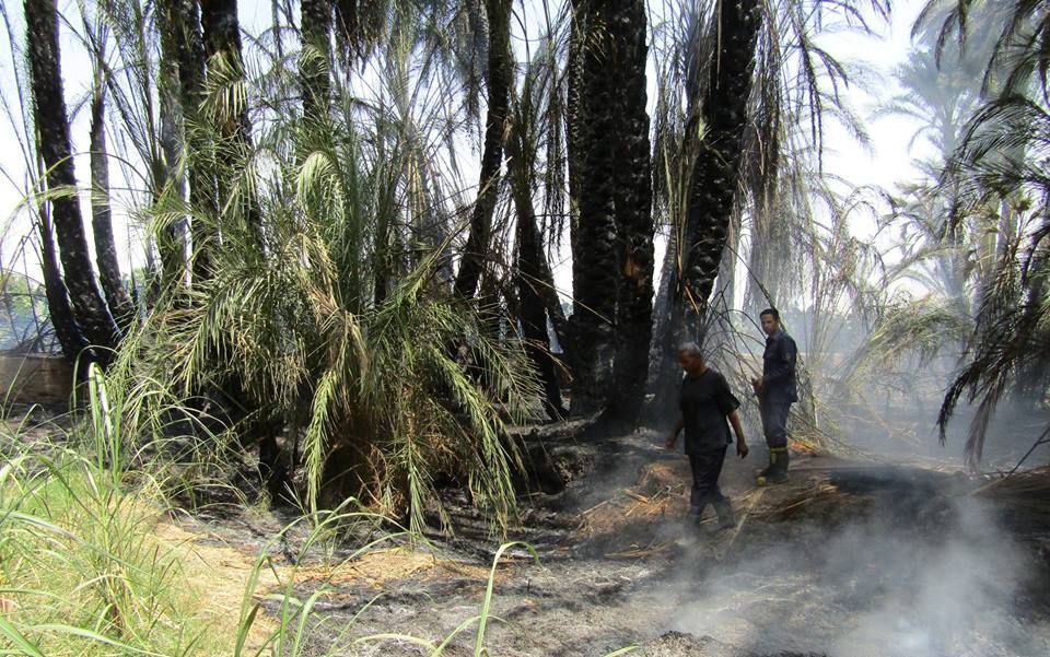 السيطرة علي حريق إلتهم عدد من أشجار النخيل بقرية السريب بإسنا (1)