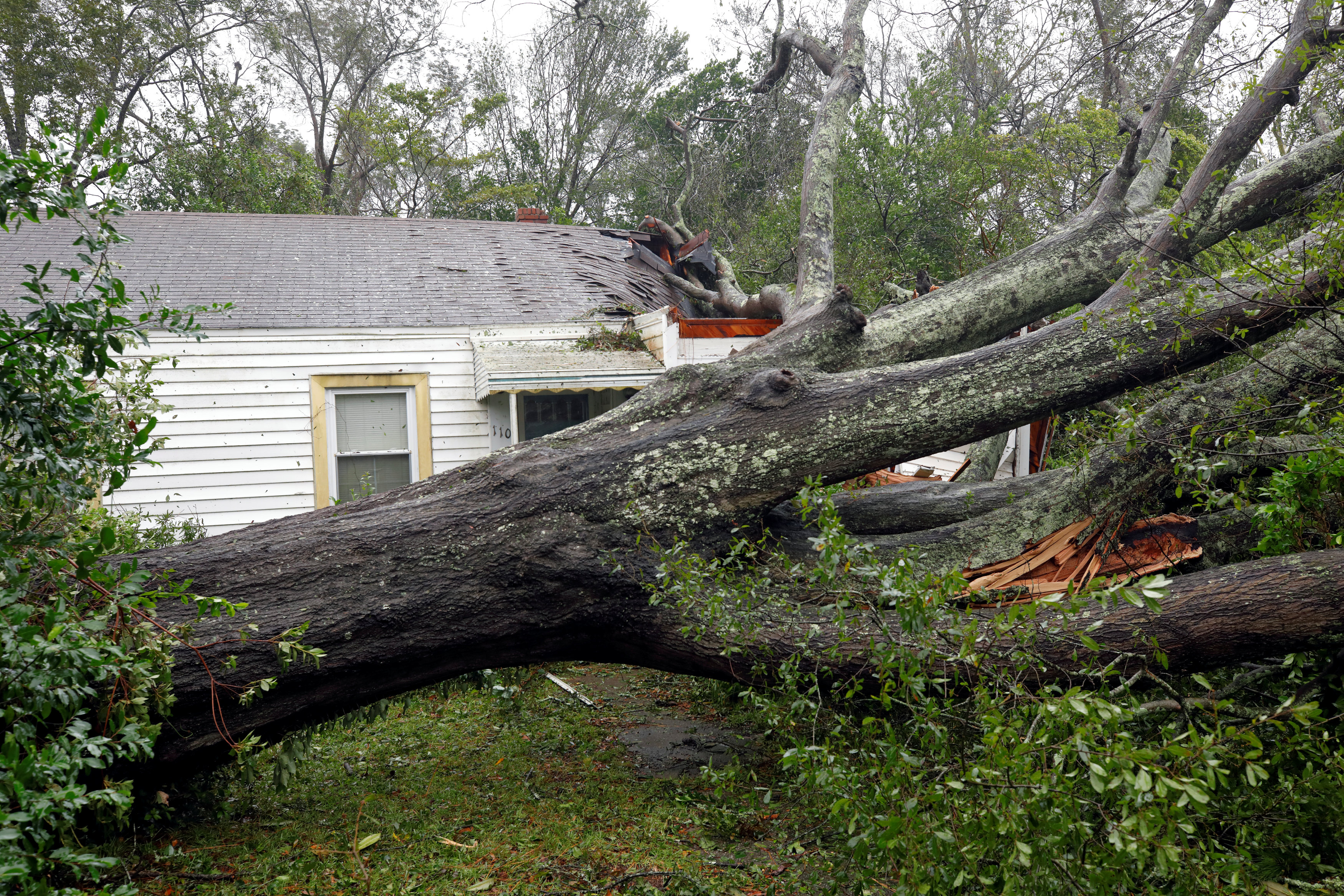 سقوط شجرة نتيجة الاعصار