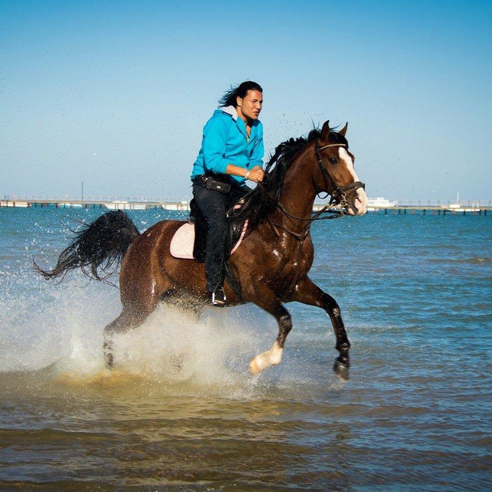 تدريب الخيول على رحلات البحر 