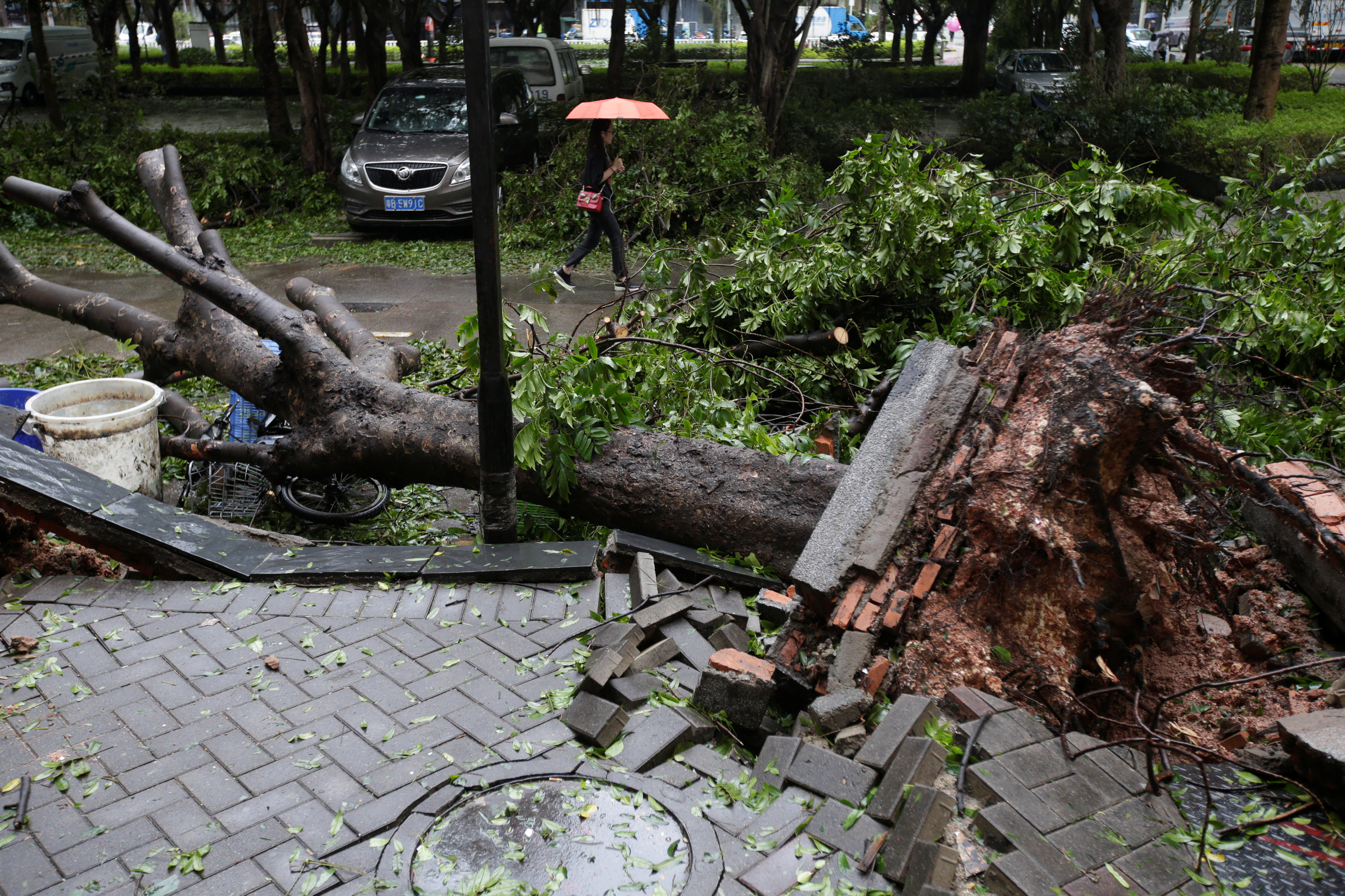 	اثار اقتلاع الاشجار بسبب اعصار مانجكت