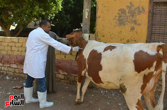   الطب البيطرى بالأقصر يقود الحملة القومية الثانية لتطعيم الماشية ضد الحمى القلاعية والوادى المتصدع