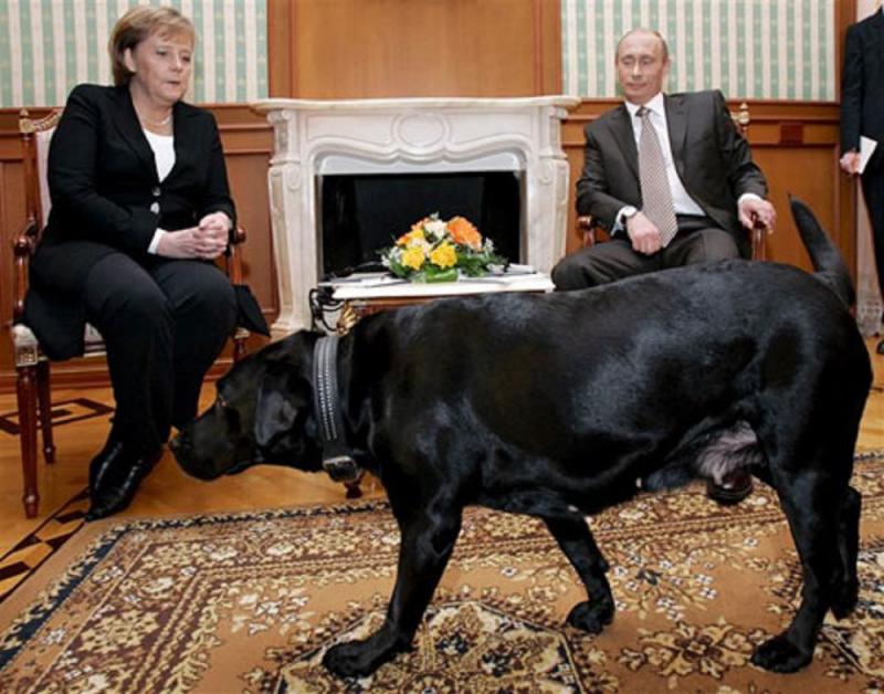 بوتين استخدم كلبه لتخويف ميركل أثناء لقاء بينهما فى الكريملن