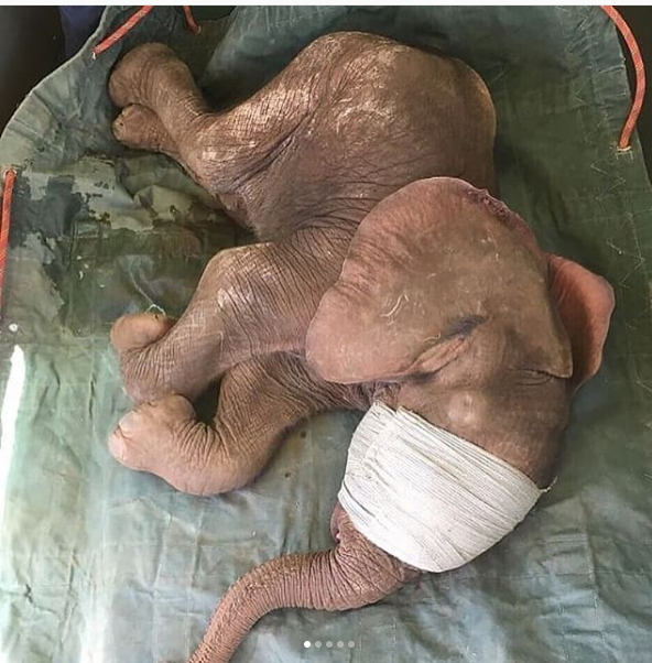الفيل الصغير بعد عملية الانقاذ