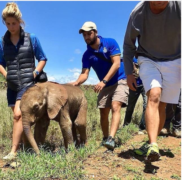 اثناء عملية انقاذ الفيل