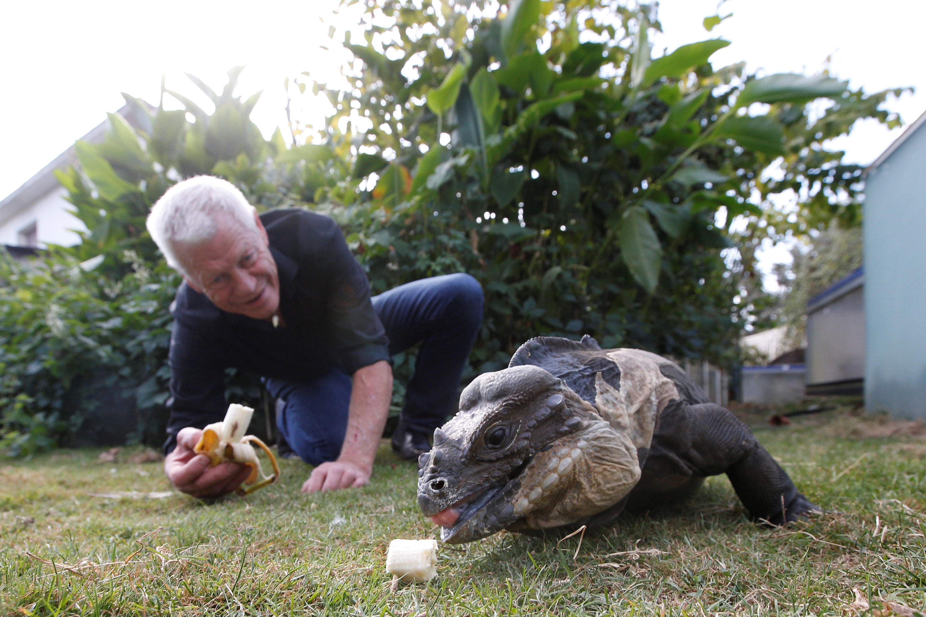 فيليب جيليت يطعم أحد الحيوانات فى حديقة منزله