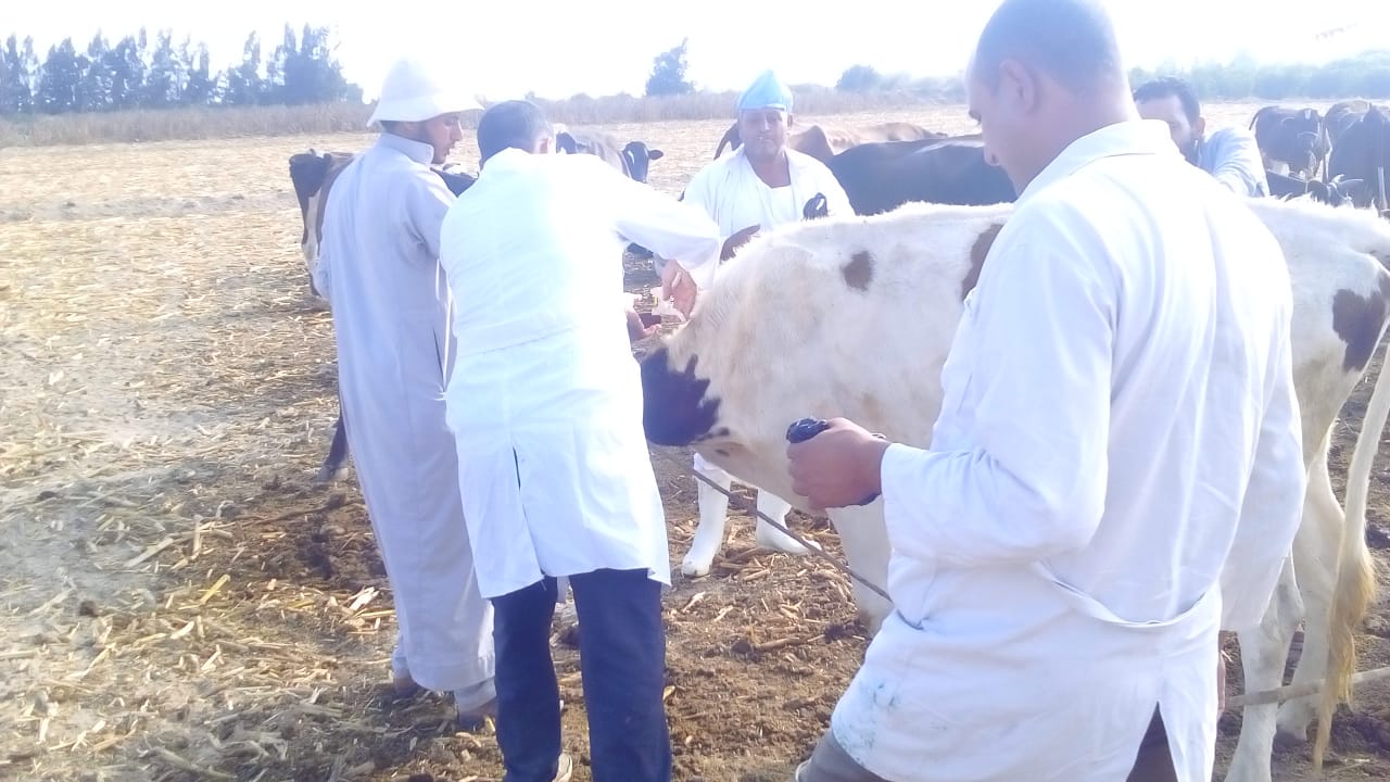 تحصين الماشية  ضد الحمى القلاعية  (3)