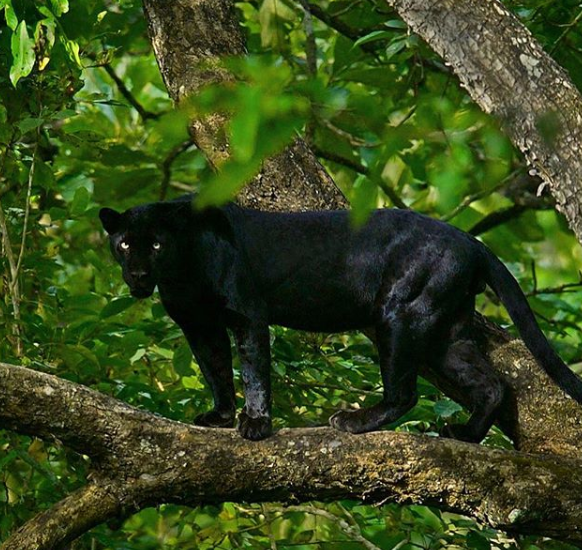 نمر أسود على الشجرة
