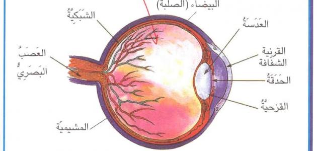 أجزاء العين
