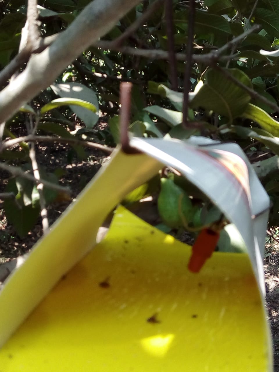 جنى محصول الجوافة (8)