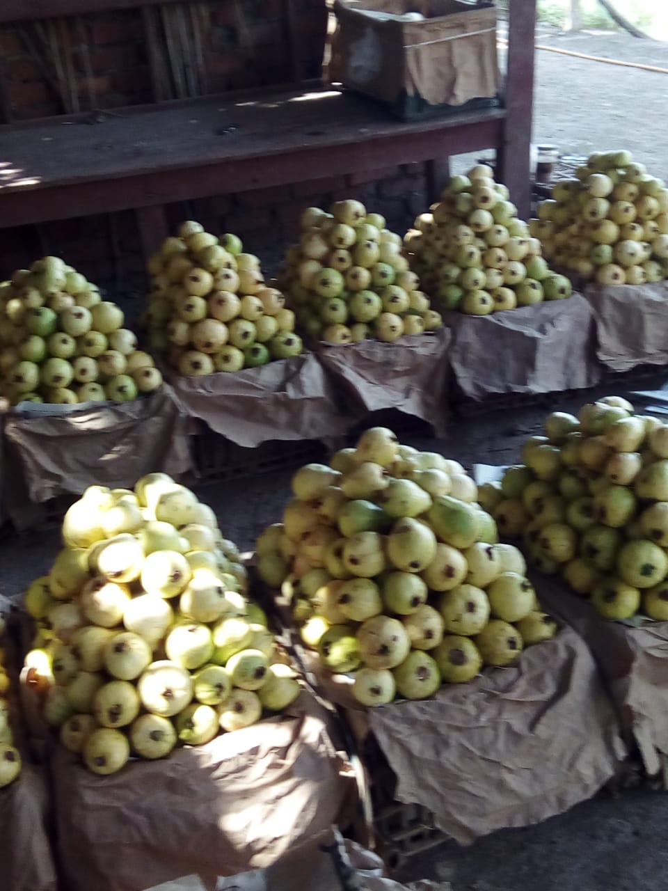 جنى محصول الجوافة (10)
