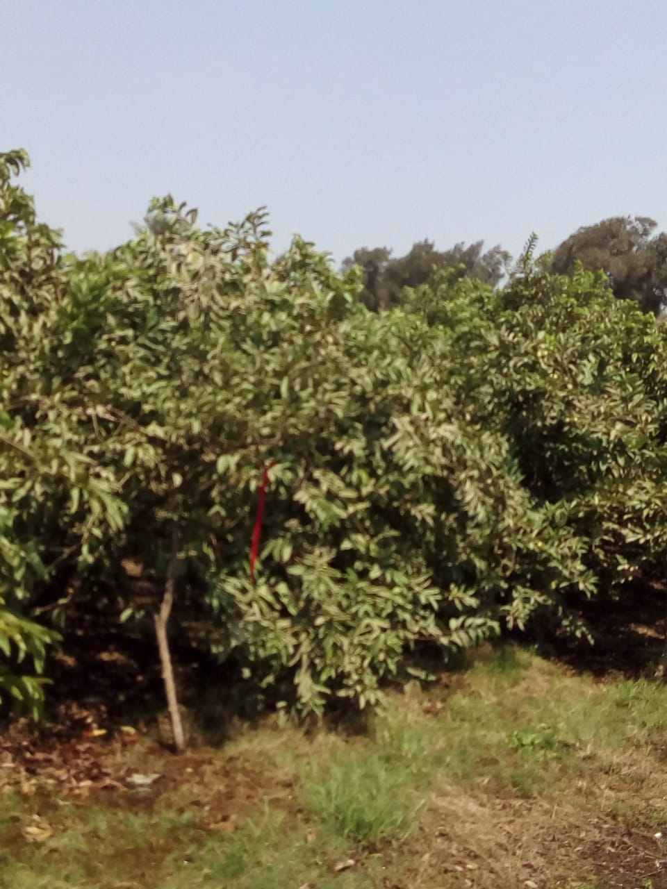 جنى محصول الجوافة (7)