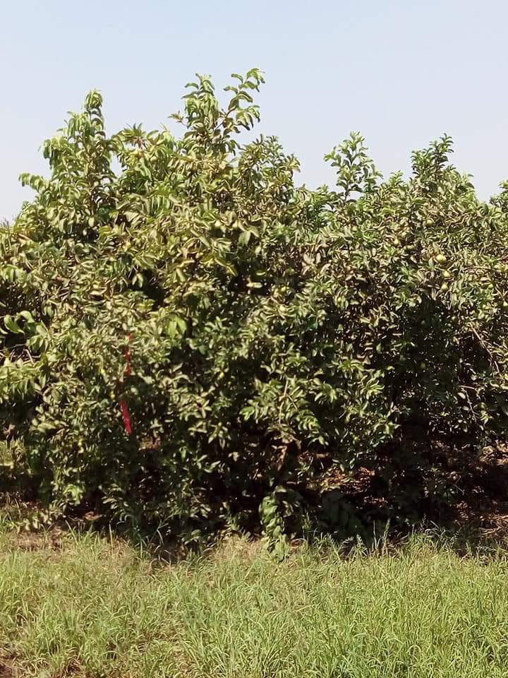 محصول الجوافة  (4)