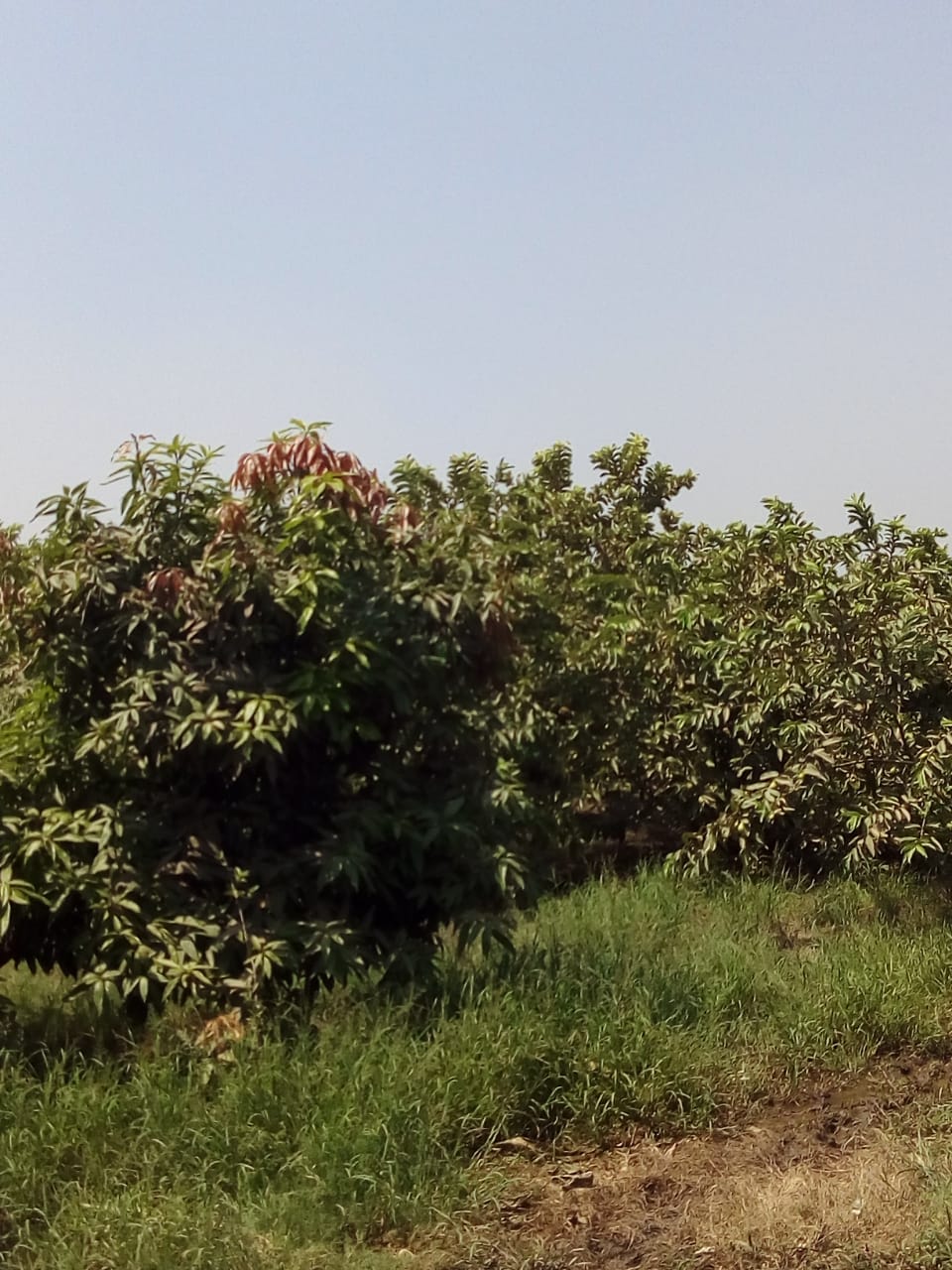 جنى محصول الجوافة (4)