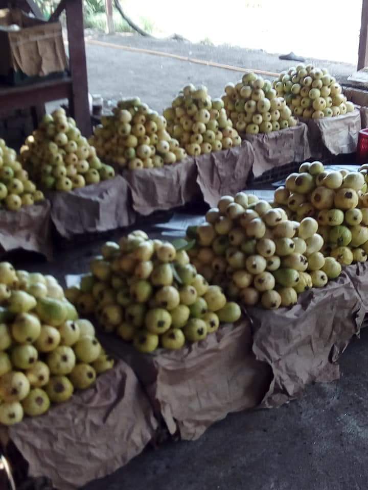محصول الجوافة  (5)