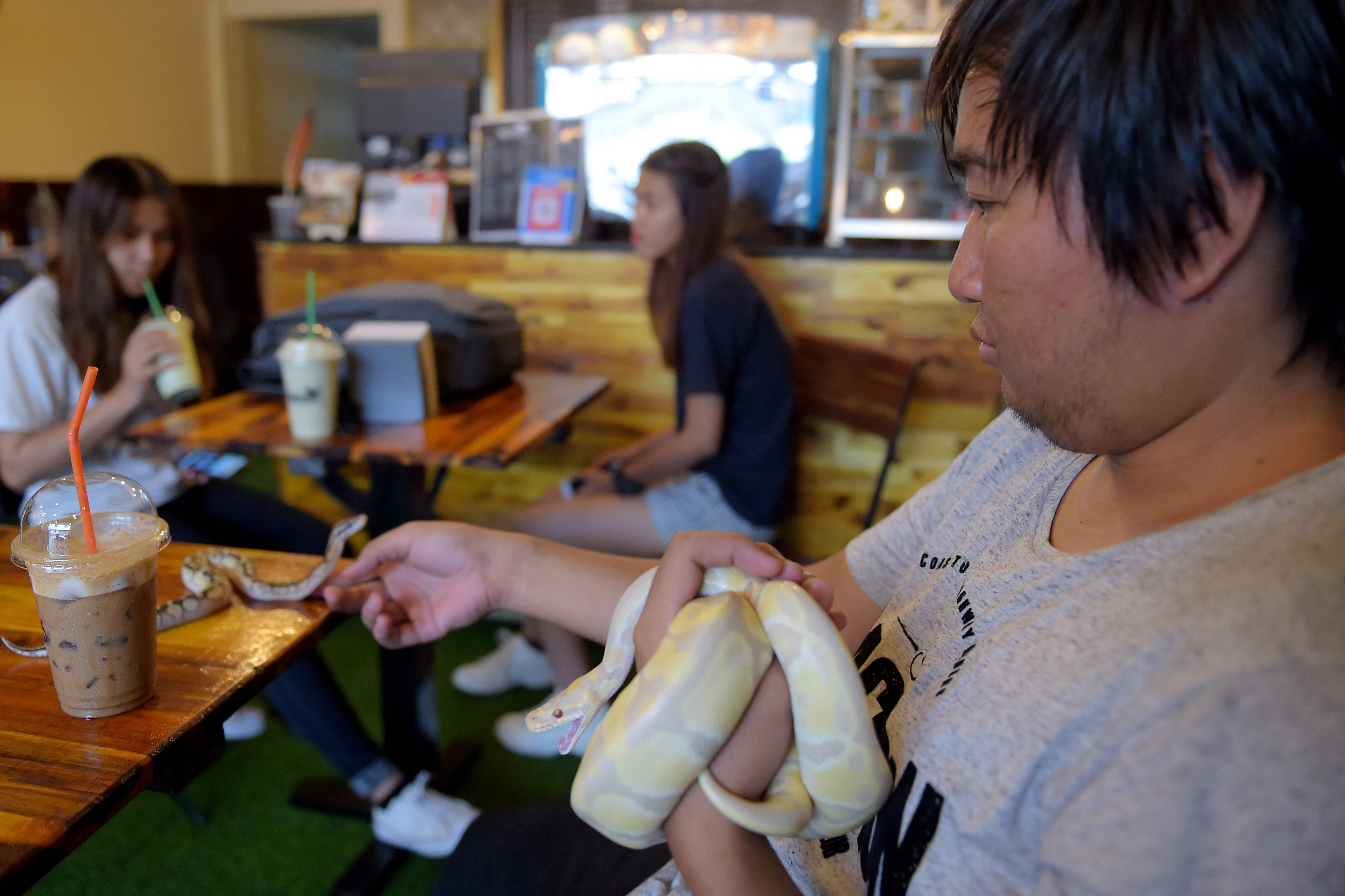 شاب يلعب مع الثعابين داخل المقهى