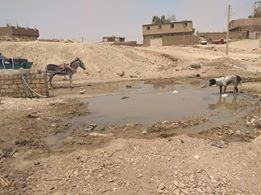 مياه الصرف تغرق طريق أبو مناع غرب بقنا (2)