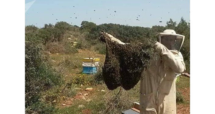 عسل النحل الليبى