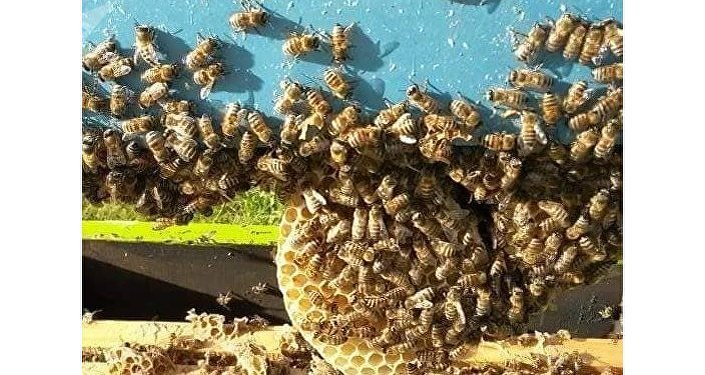عشش النحل فى ليبيا