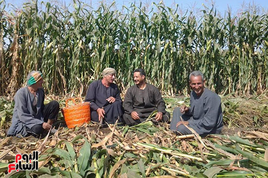 صور فى عيده الـ66 تروح فين المعاناة من على رأس الفلاح اليوم السابع يقضى يوم كاملا مع المزراعين فى عيدههم السنوى الفلاحون يعانون من رفع سعر الأسمدة وضعف الإرشاد الزراعى ويطالبون بحماية