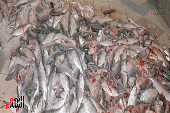 ضبط أسماك فاسدة خلال حملة تموينية بمطروح