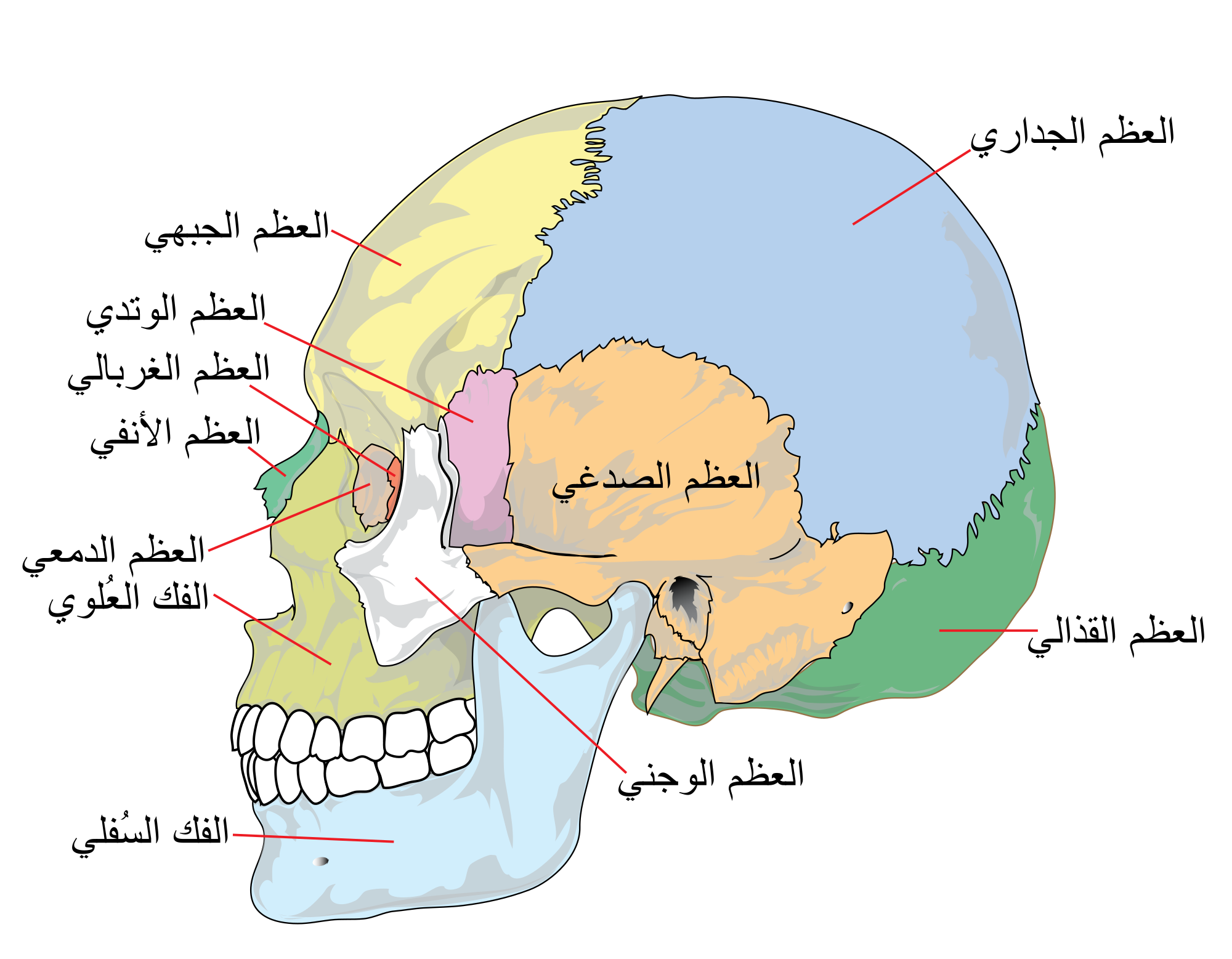 عظام الوجه