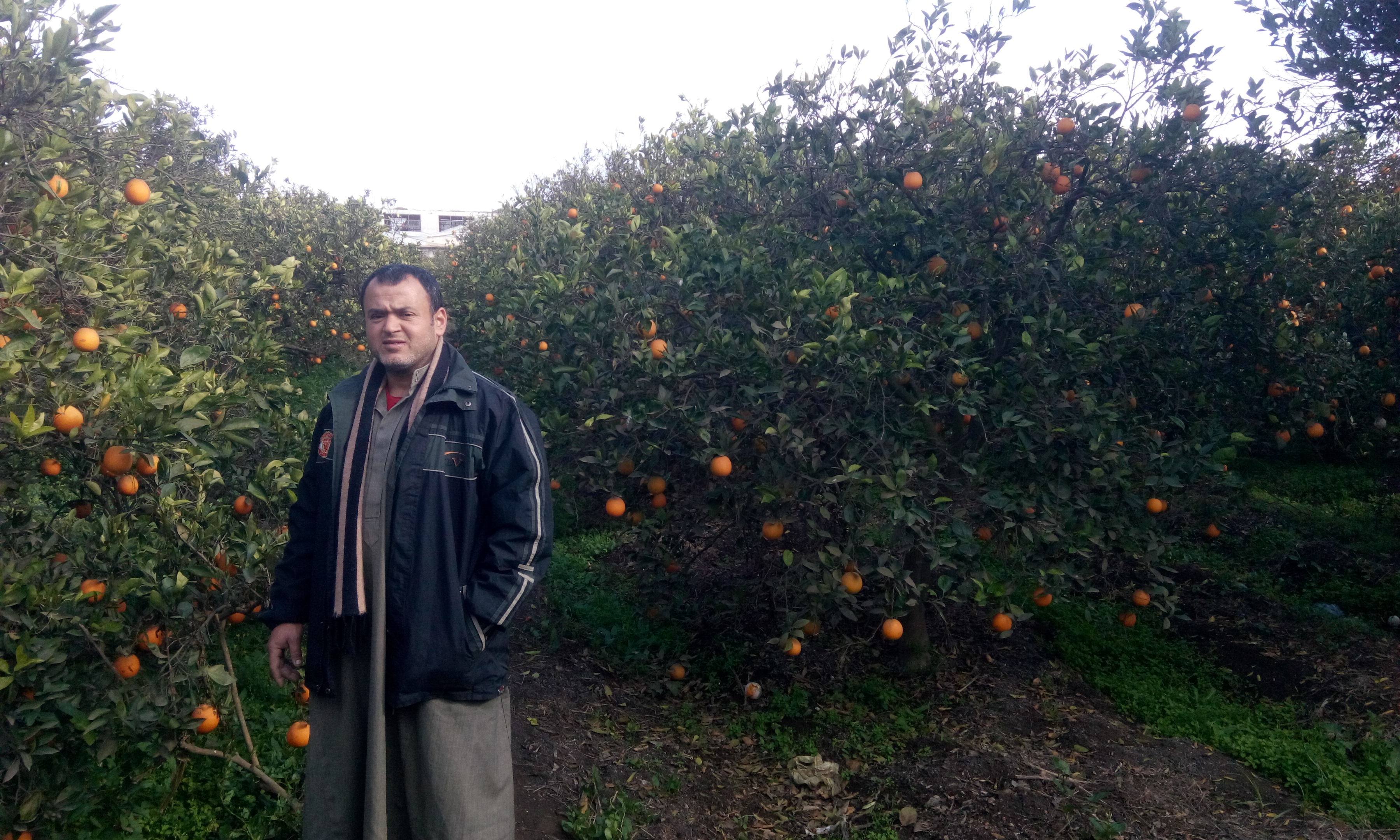 البرتقال واليوسفي يزينون أشجار الغربيه