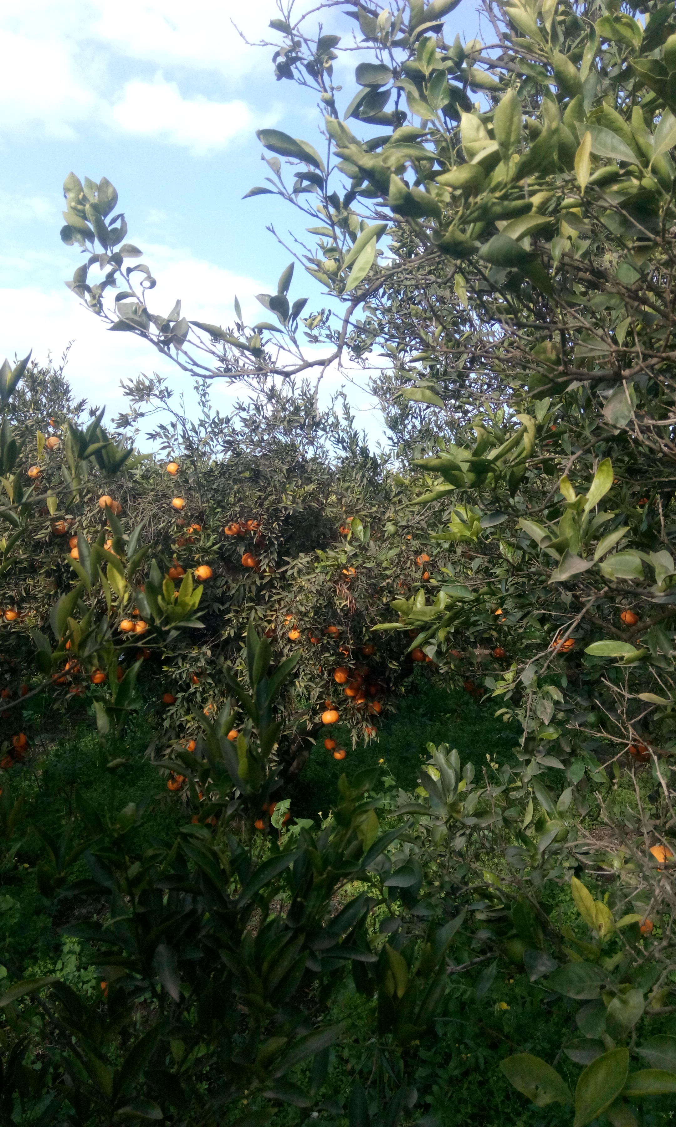 البرتقال يزين الأشجار