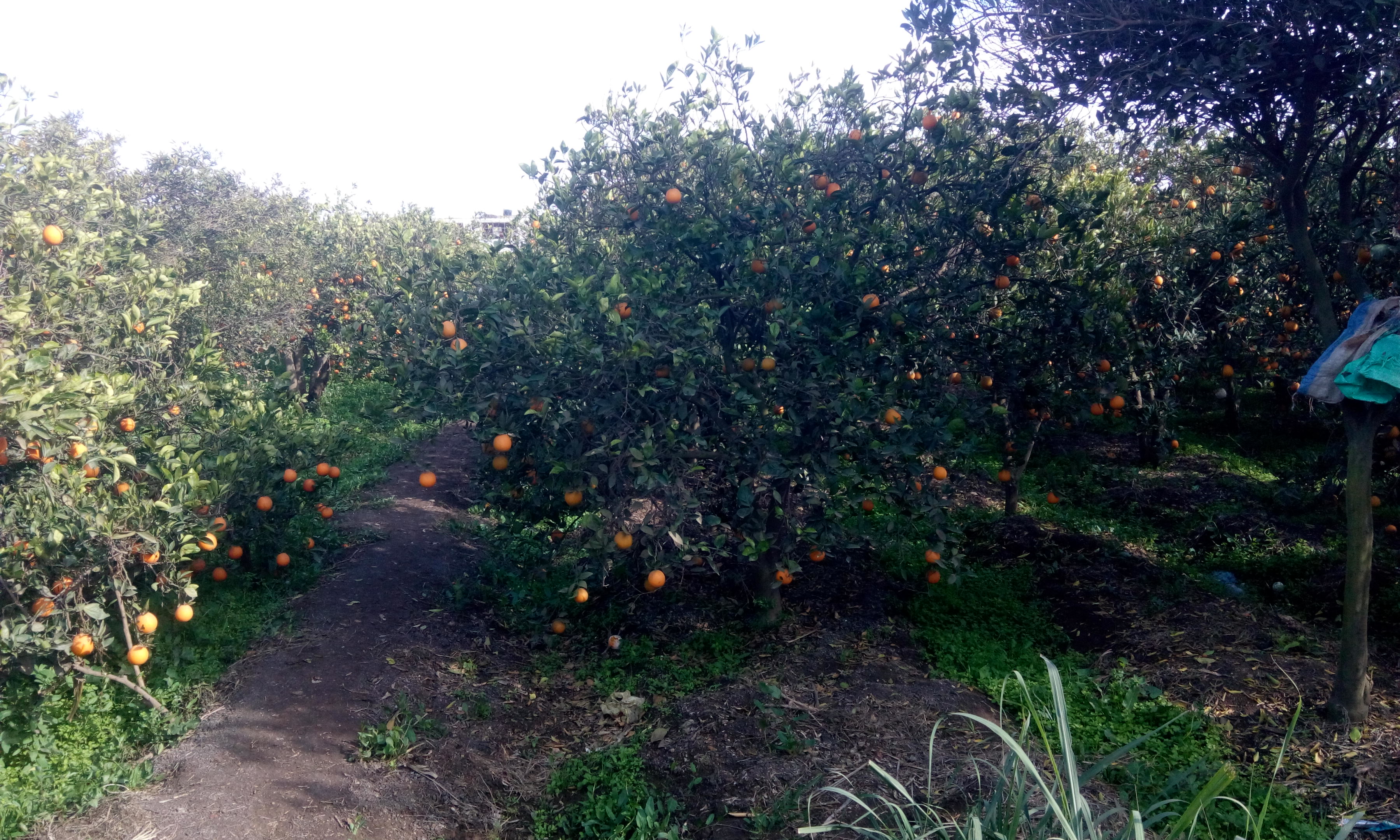 المزارع تتزين بالبرتقال