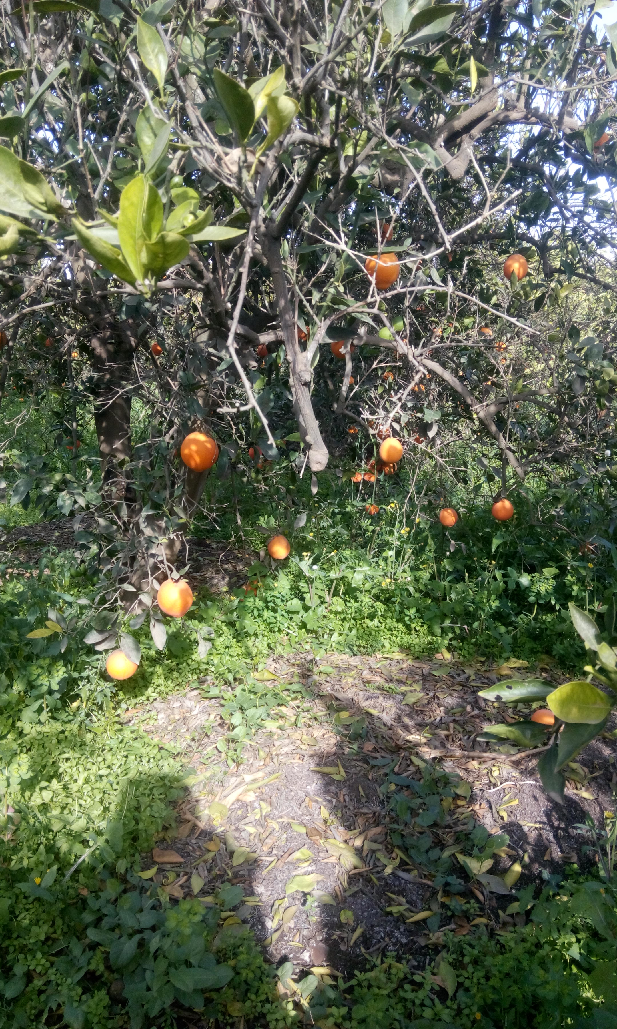 مزارع البرتقال في الغربيه