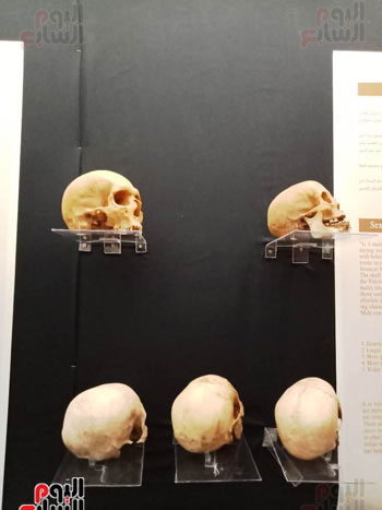 15 جمجمة جديدة بالمتحف المصرى (6)