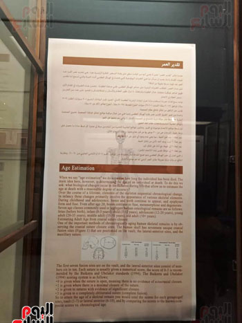 15 جمجمة جديدة بالمتحف المصرى (2)
