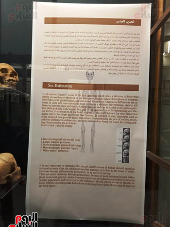 15 جمجمة جديدة بالمتحف المصرى (7)