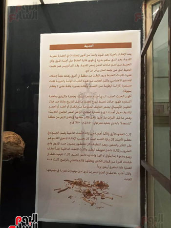 15 جمجمة جديدة بالمتحف المصرى (3)