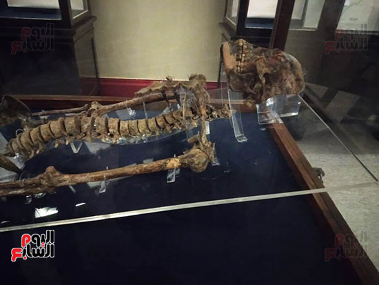 افتتاح معرض إعادة اكتشاف الموتى بالمتحف المصرى -  (19)