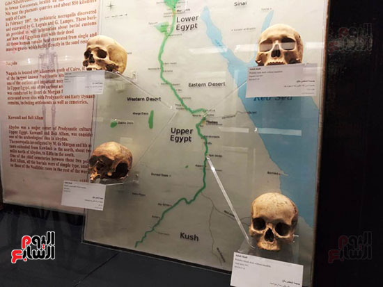 افتتاح معرض إعادة اكتشاف الموتى بالمتحف المصرى -  (18)